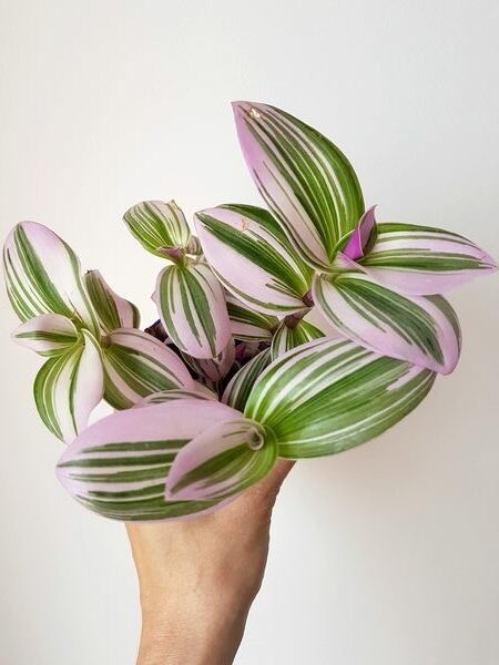 Superbe variété de misère: Tradescantia "Nanouk'