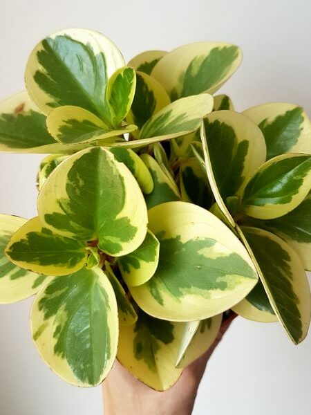 Peperomia obtusifolia variegata: une belle plante d'intérieur facile d'entretien!