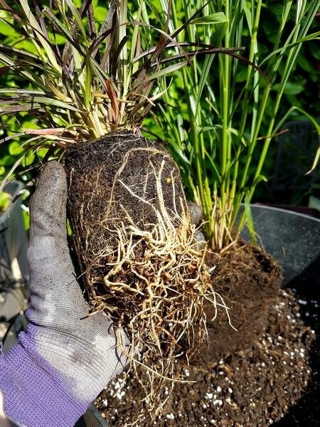 Chignon racinaire: il compromet le bon développement des plantes.