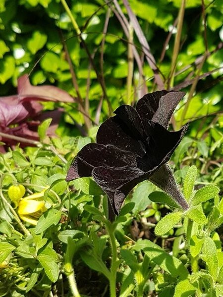 Petunia fleur noire, idéal dans une composition plein soleil