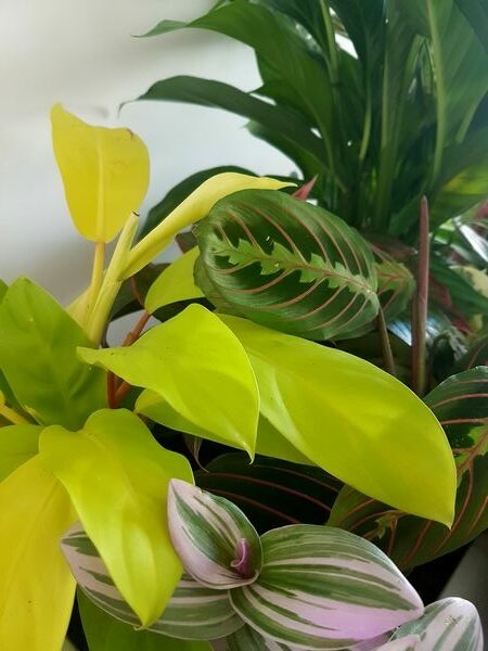 Philodendron 'Malay Gold': illumine votre urban jungle d'intérieur!