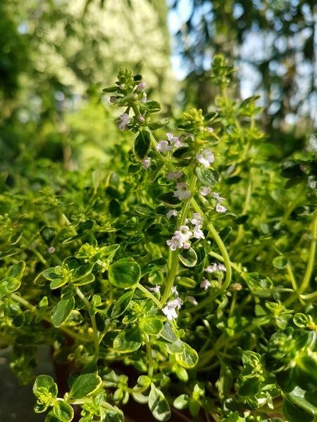 Le thym doré: une plante aromatique vivace idéale pour jardinière plein soleil