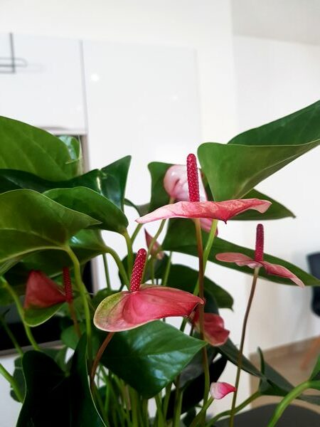 L'anthurium: une plante d'intérieur qui fleurit plusieurs fois dans l'année, idéale pour les intérieurs contemporains