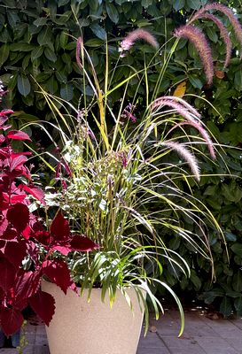 Coaching création de jardinières pour balcons et terrasses