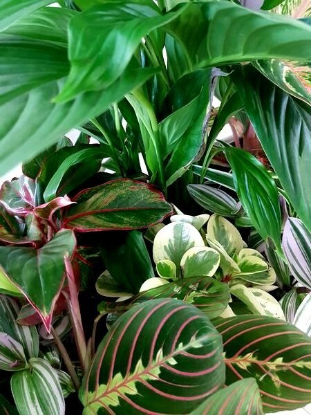 Composition de plantes vertes esprit Urban Jungle