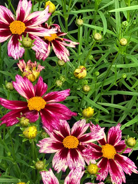 Une plante vivace idéale en plein soleil: le Coreopsis Little Bang Starlight.