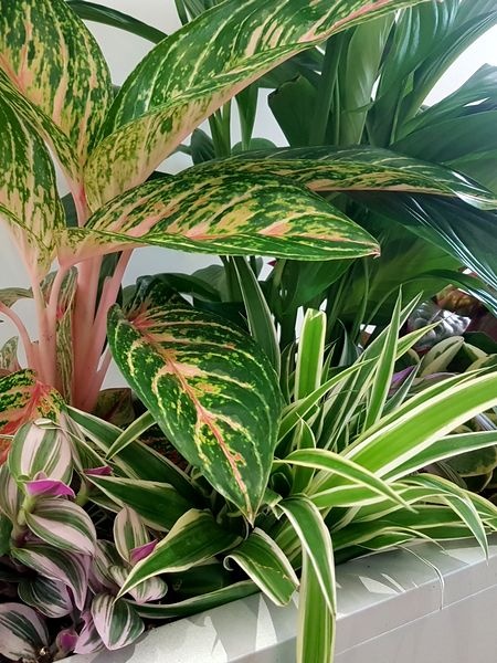 Créer une jungle intérieure grâce à une composition de plantes vertes d'intérieur - DIY