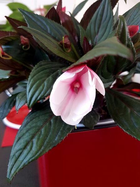 Impatiens de Nouvelle-Guinée aux fleurs rose pâle dans un pot rouge Lechuza à réserve d'eau